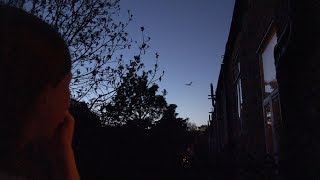 Bat flying over our garden  Common pipistrelle Pipistrellus pipistrellus London [upl. by Harms]