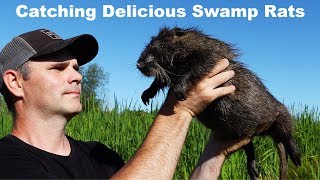 Nutria  Catching Delicious Swamp Rats Mousetrap Monday [upl. by Lehcar]