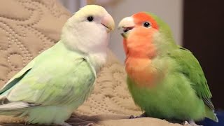 Lovebirds Singing amp Talking  Lovebirds As Pets [upl. by Loggia781]