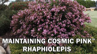 Pruning Cosmic Pink™ Rhaphiolepis [upl. by Harrus341]