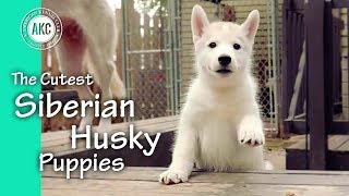 The Cutest Siberian Husky Puppies [upl. by Ellertal]