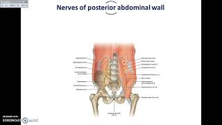 Overview of Abdomen 5  Muscles and Nerves of Posterior Abdominal Wall  Dr Ahmed Farid [upl. by Demahum]