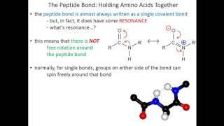 Lecture 2C  Amino Acids Peptide Bonds [upl. by Yoreel]