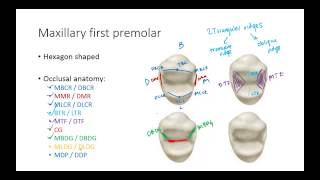 Dental Anatomy Premolars [upl. by Danas]