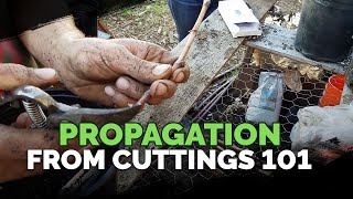 Propagating From Cuttings 101 [upl. by Josi544]