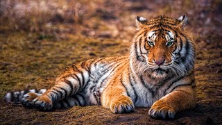 Wild Life  Tigers Documentary Big Cats HD [upl. by Lede985]