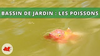 Bassin de jardin  Les poissons [upl. by Thomasine484]