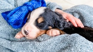 Bernese Mountain Dog Puppy Care  5 Weeks Old [upl. by Notneuq]