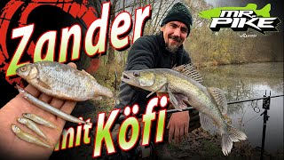 ZANDER mit KÖFI  Deadbaiting im Winter  Zanderangeln mit Pose und Grundblei am Geheimtipp See [upl. by Largent390]