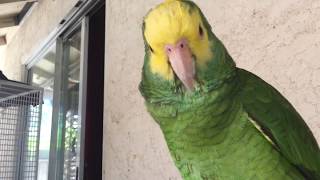 Amazon parrot talking like no other parrot [upl. by Tisdale]