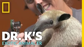 Meet Antoinette the Anteater  Dr Ks Exotic Animal ER [upl. by Tynan]