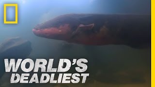 SixFoot Electric Eel  Worlds Deadliest [upl. by Osana]