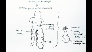 Wuchereria bancrofti Lifecycle English  Wuchereria bancrofti Lymphatic Filariasis Elephantiasis [upl. by Quill]