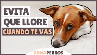 ANSIEDAD POR SEPARACIÓN evita que tu perro LLORE CUANDO TE VAS [upl. by Tara]