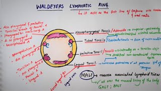 Waldeyers Lymphatic Ring Tonsillar Ring [upl. by Medor]