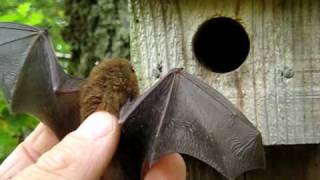 Pipistrelle bat in the hand [upl. by Eustashe]