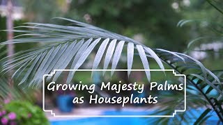 How to Grow Majesty Palms  Majesty Palm Care  Ravenea rivularis [upl. by Melac]