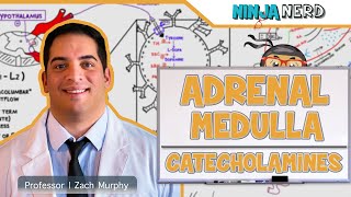 Endocrinology  Adrenal Medulla  Catecholamines [upl. by Aimerej]