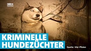 Vorsicht vor unseriösen Hundehändlern [upl. by Coulter]