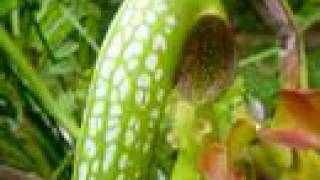 Carnivorous Plants vs Herbivorous Insects [upl. by Nileuqcaj]