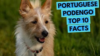 Portuguese Podengo  TOP 10 Interesting Facts [upl. by Lumpkin]