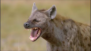 Wild Life  Spotted Hyenas Documentary 2020 Full HD 1080p [upl. by Barrington]