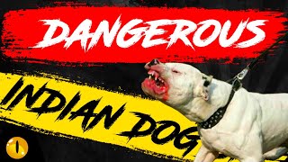 TOP 10 DANGEROUS INDIAN DOG BREEDS [upl. by Nileuqaj36]