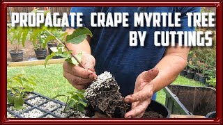 Propagate Crape Myrtle Trees by Cuttings [upl. by Theurich]