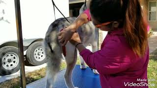 Siberian Husky Grooming Tips [upl. by Raskind]