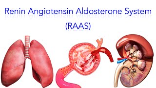 Renin Angiotensin Aldosterone System RAAS  MADE SUPER EASY [upl. by Niliac367]