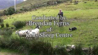 Brilliant Sheep Herding Demonstration Using Border Collies [upl. by Bettina]