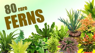 80 FERN SPECIES  HERB STORIES [upl. by Nele]