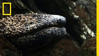 Giant Salamander As Big As a Dog  National Geographic [upl. by Almund]