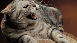 How to Deal with an Aggressive Cat  Cat Care [upl. by Peppard]