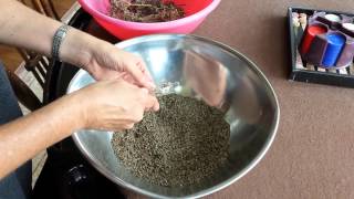 Harvesting fennel seeds [upl. by Rossie130]