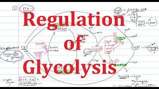 5 Glycolysis Regulation  Explained Simply  Hexokinase Phosphofructokinase PFK Pyruvate Kinase [upl. by Iren]