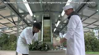 Mobile Pineapple Fruit Juice Processing Plant [upl. by Alyda]