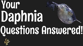 Daphnia Questions Answered [upl. by Atinav328]