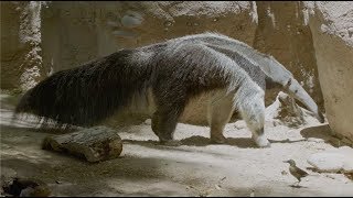 A Day in the Life of Giant Anteaters at Reid Park Zoo [upl. by Niret]