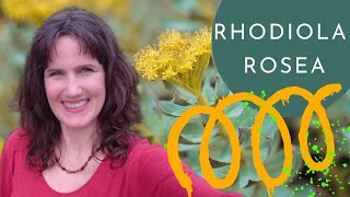 RHODIOLA ROSEA  right dosage amp BENEFITS for Stress Fatigue Immune Hormonal and Mental Health [upl. by Carie943]