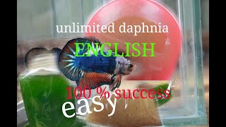 daphnia moina culture Easy way Unlimited production English  with sub Green water Chlorella [upl. by Refenej]