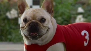 10 Funny Dog Commercials [upl. by Aical720]