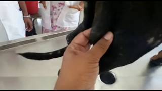 Palpating the Popliteal Lymph Node in Dog [upl. by Atela]