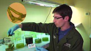 Algae Corner How to Identify Different Algae Types [upl. by Yared]