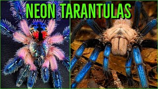 Top 10 COLORFUL Tarantulas  Beautiful Jewel Spiders [upl. by Laurette335]