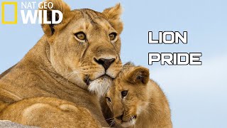 Lion Pride 2020  Working Together To Survive  National Geographic Documentary HD Wild Life [upl. by Esimehc]