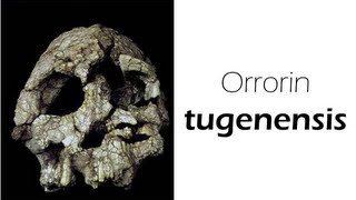 Orrorin tugenensis [upl. by Noiroc]