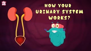 How Your Urinary System Works  The Dr Binocs Show  Best Learning Videos For Kids  Peekaboo Kidz [upl. by Siroled]