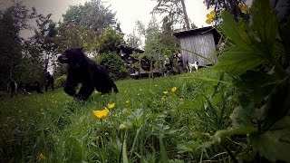 Watch the Karelian Bear Team in Action [upl. by Monica]