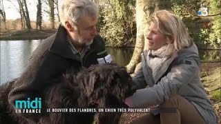 Le bouvier des Flandres un chien très polyvalent [upl. by Nuahsel]